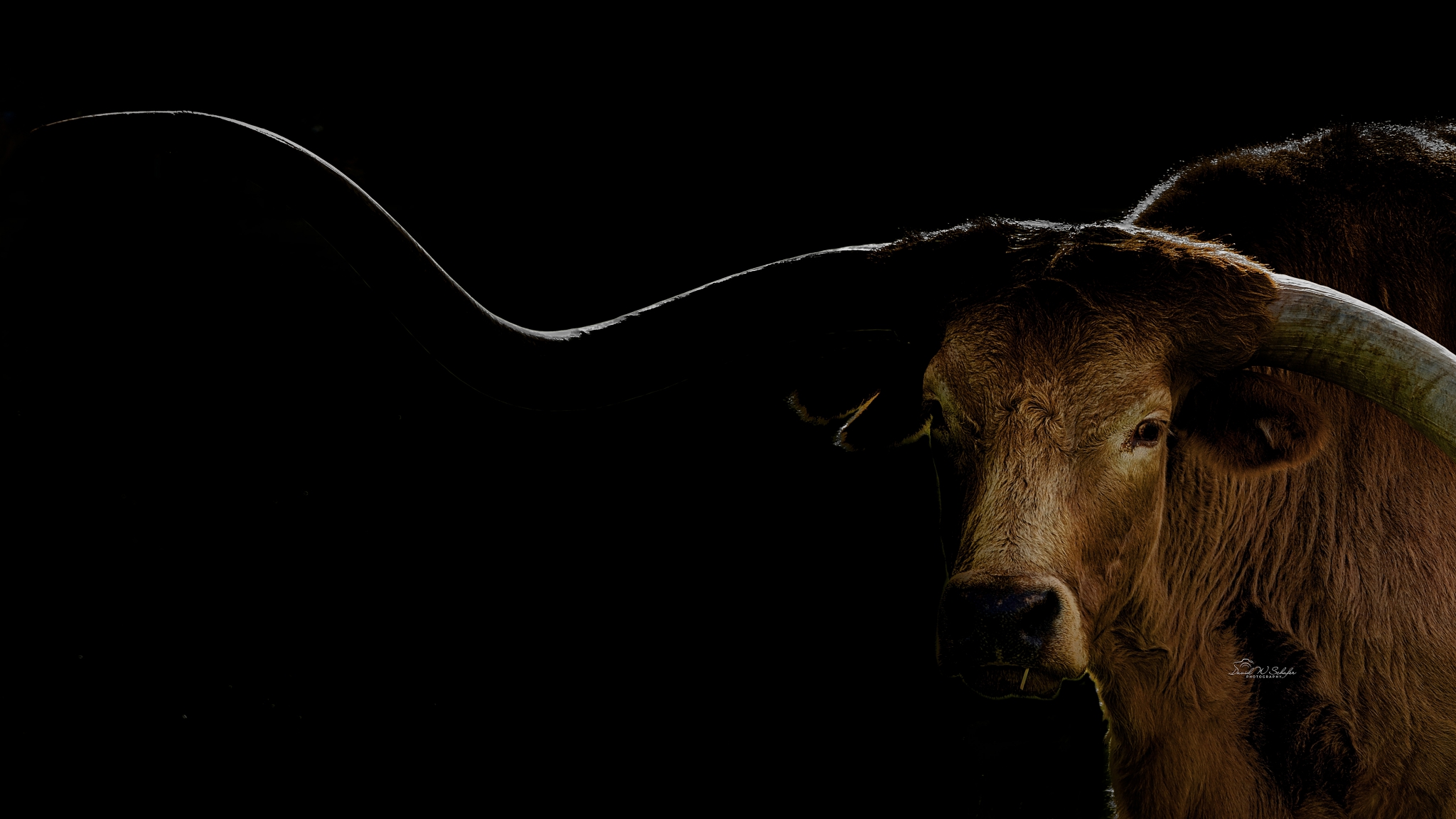 Larry The Longhorn by David W Schafer