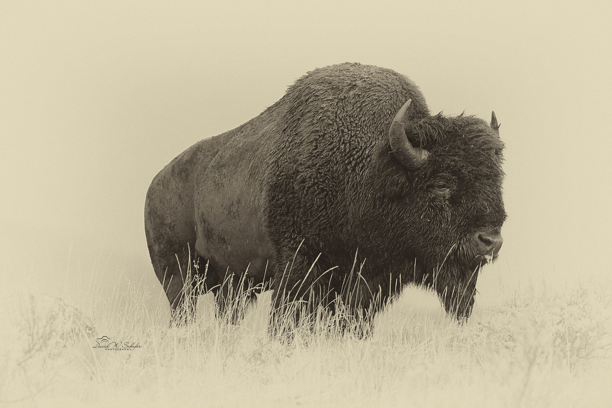 Click here to view Buffalo Sentry by David W Schafer