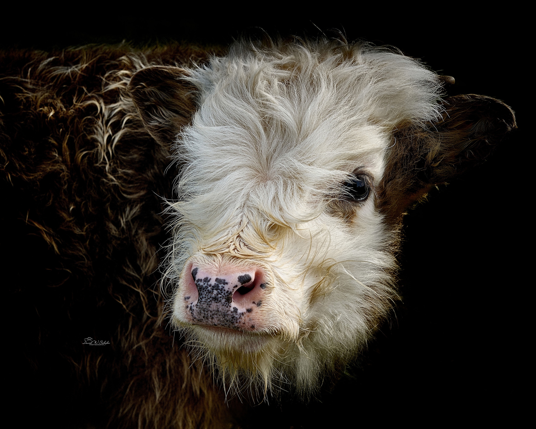 Fuzzy Face (Innocence & Wonder) by David W Schafer
