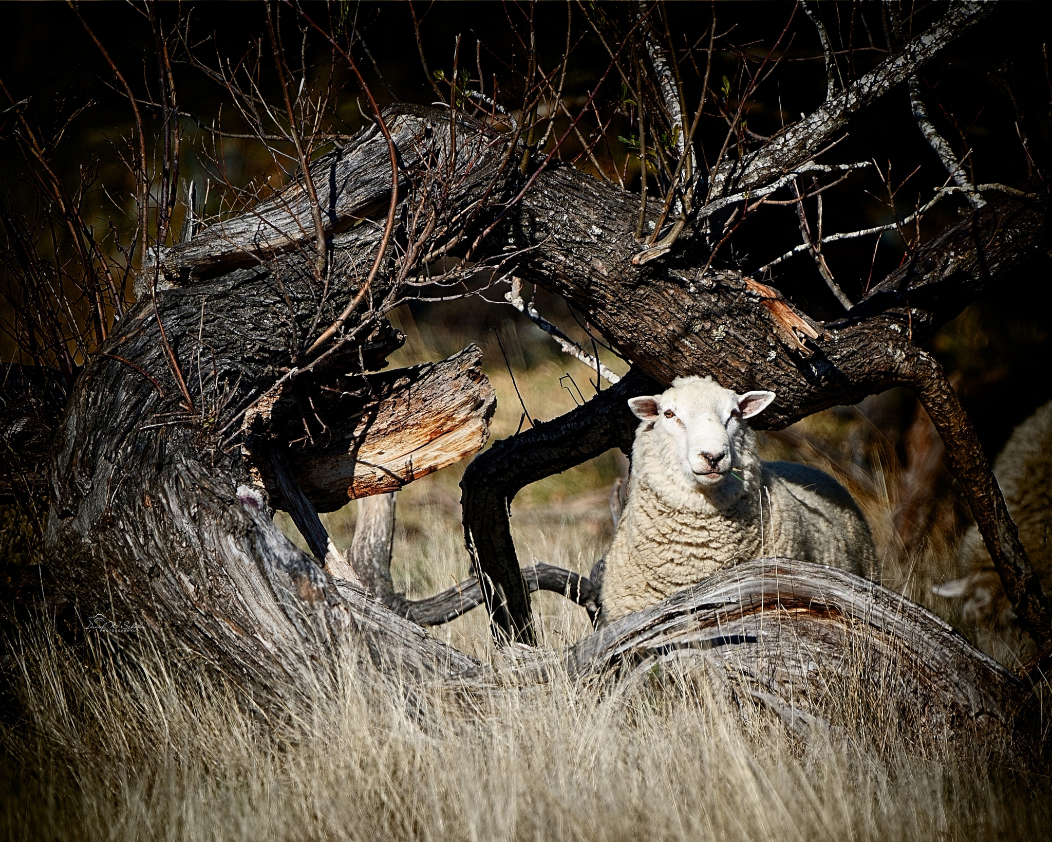 Romney Ram by David W Schafer