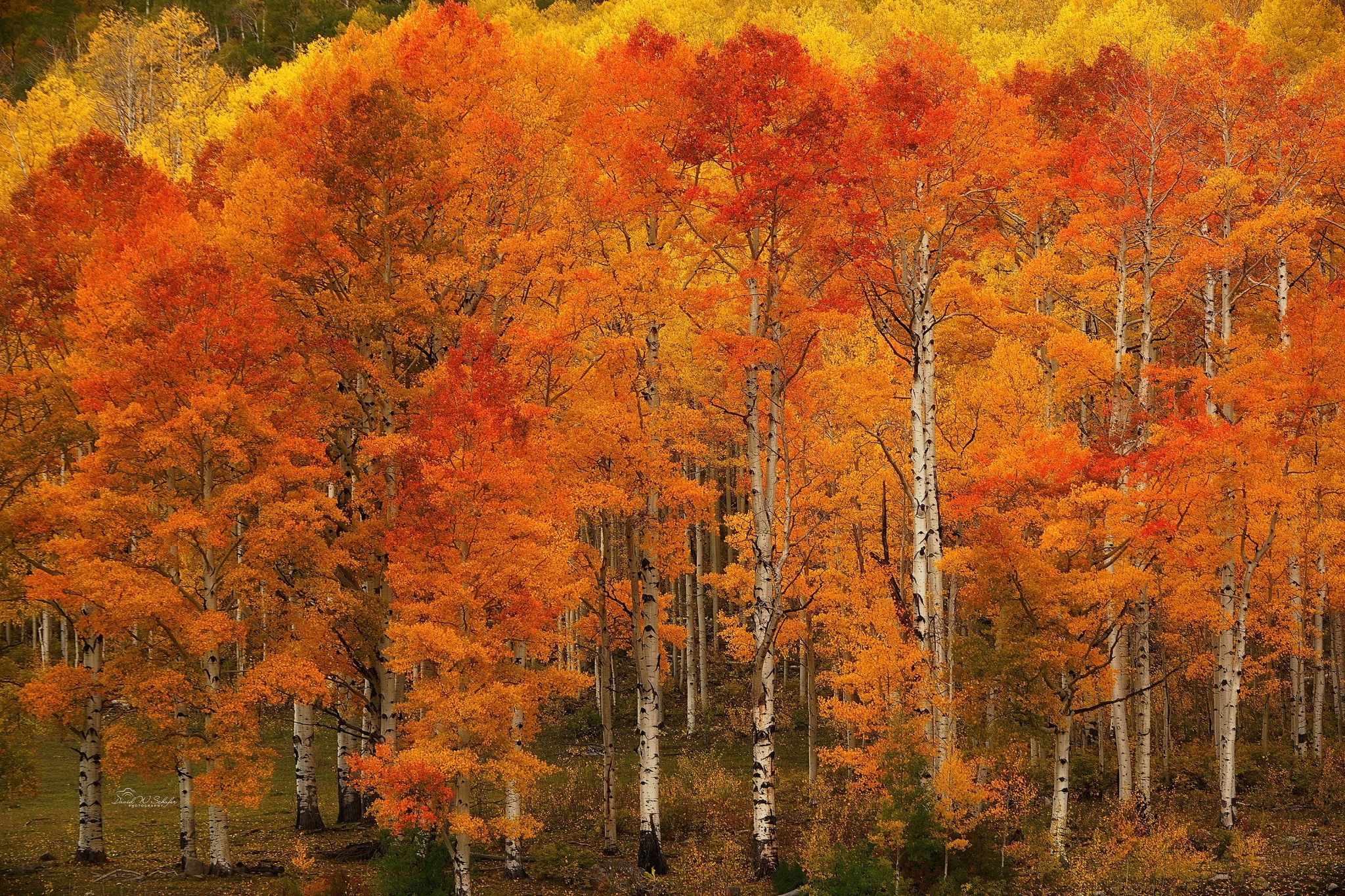 Aspens In Fall by David W Schafer