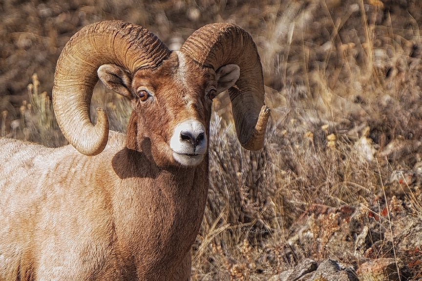 Click here to view Bighorn Ram by David W Schafer
