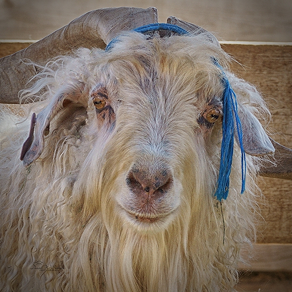 Bohemian Billy by David W Schafer
