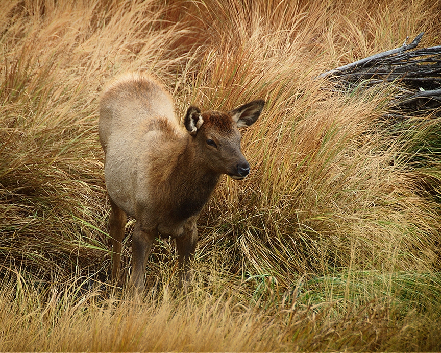 Click here to view Elk Calf by David W Schafer