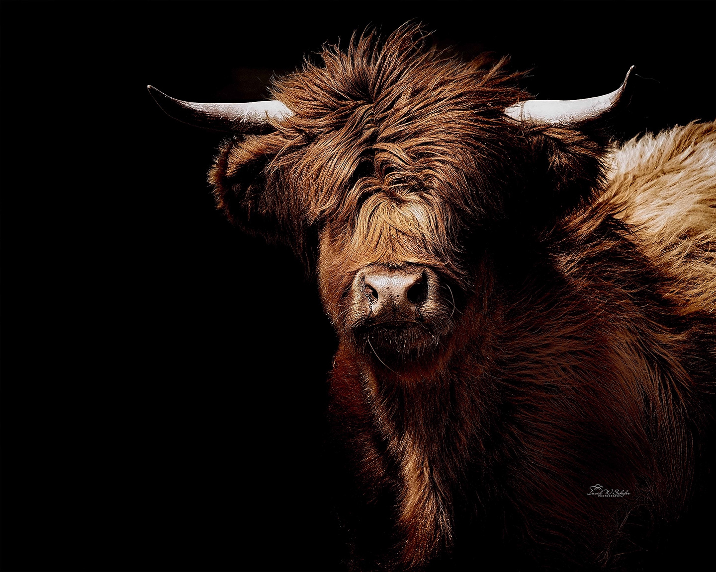 Fluffy Red-Headed Highland by David W Schafer