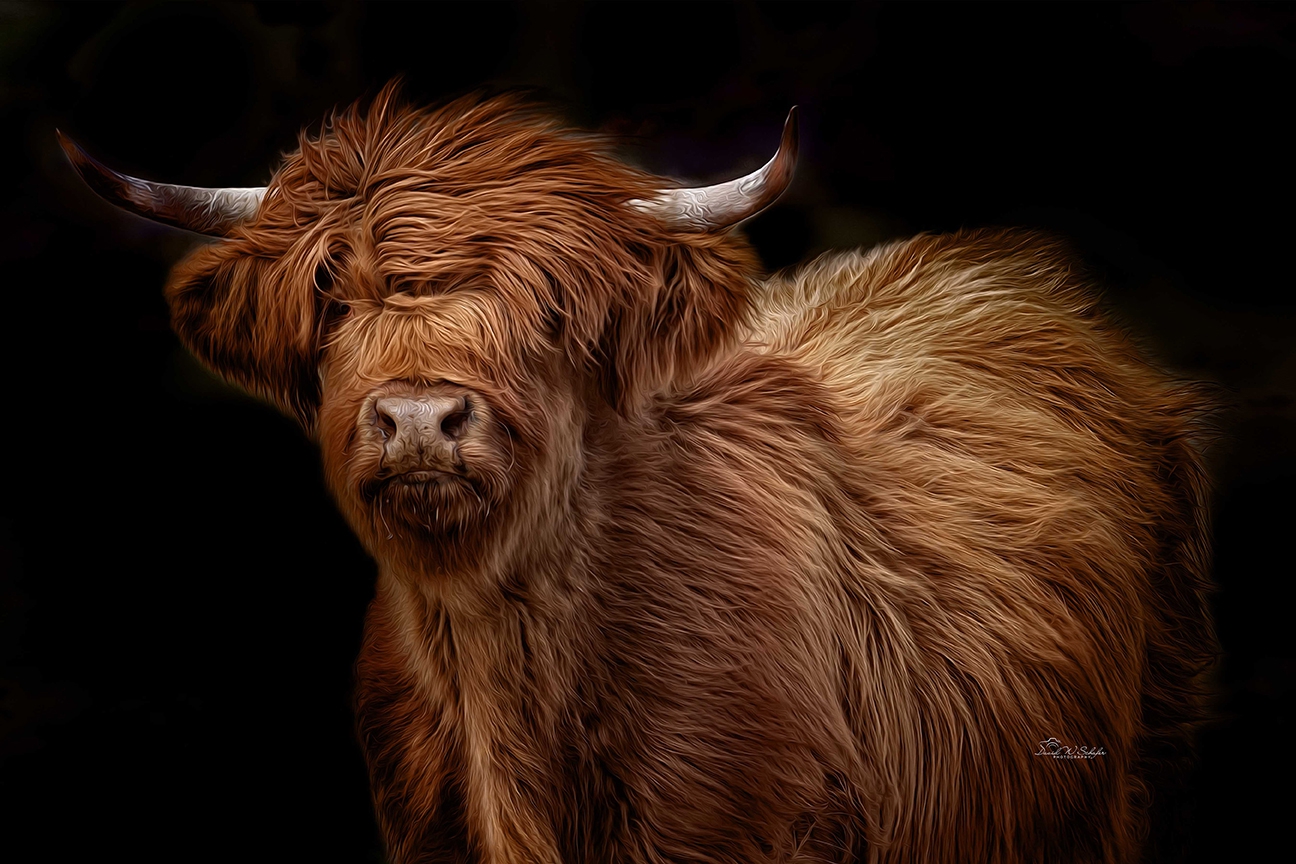 Glamour Cow by David W Schafer