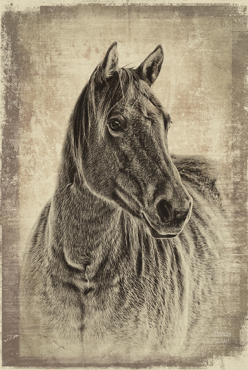 Click here to view Lady in Waiting by David W Schafer