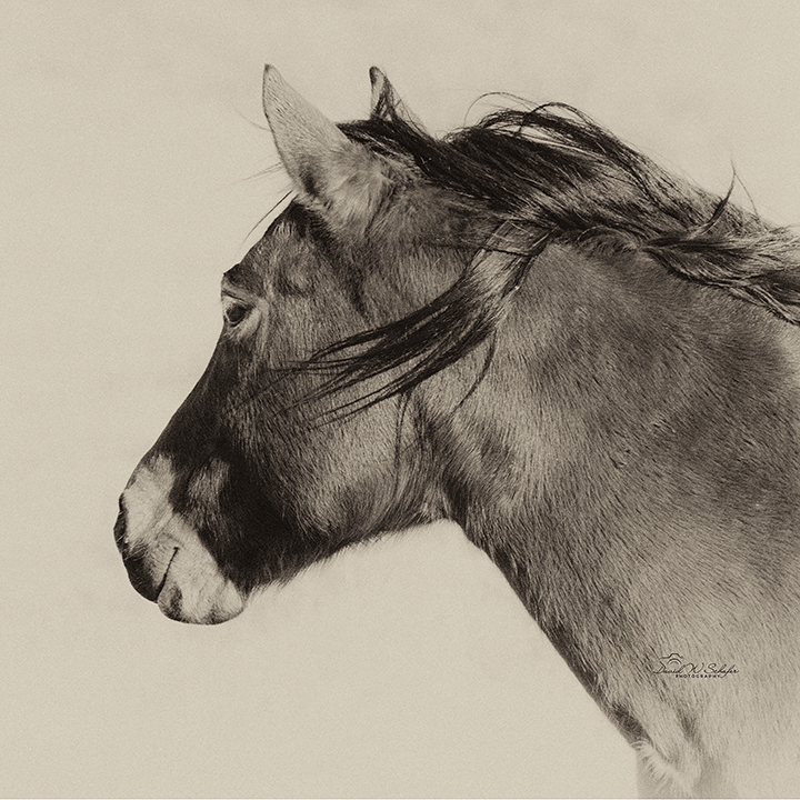 Lady Looking Away by David W Schafer