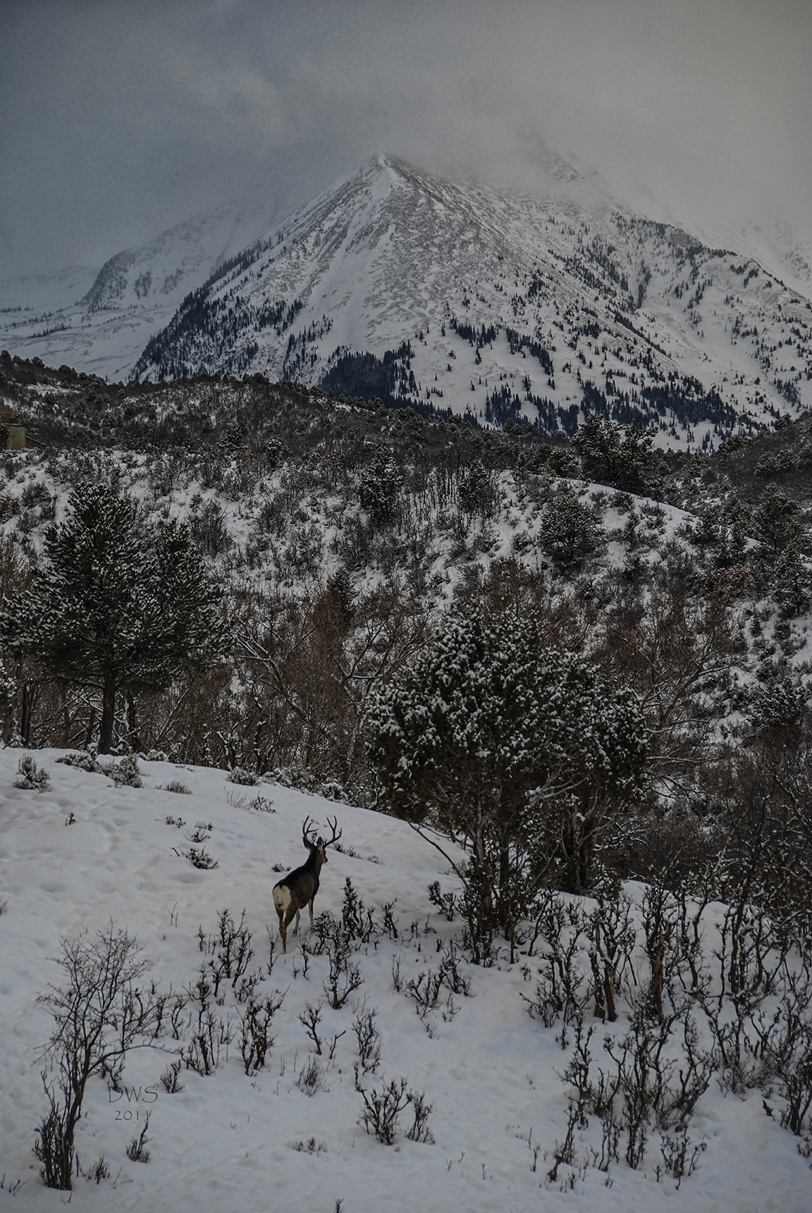 Lone Buck by David W Schafer