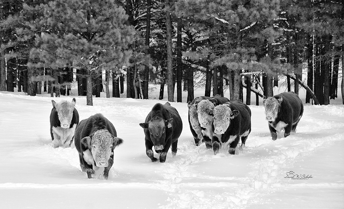 Lookin' for Hay by David W Schafer