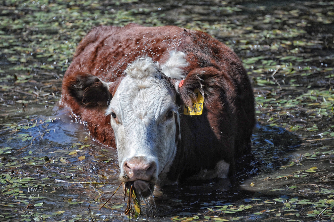 Moooose by David W Schafer