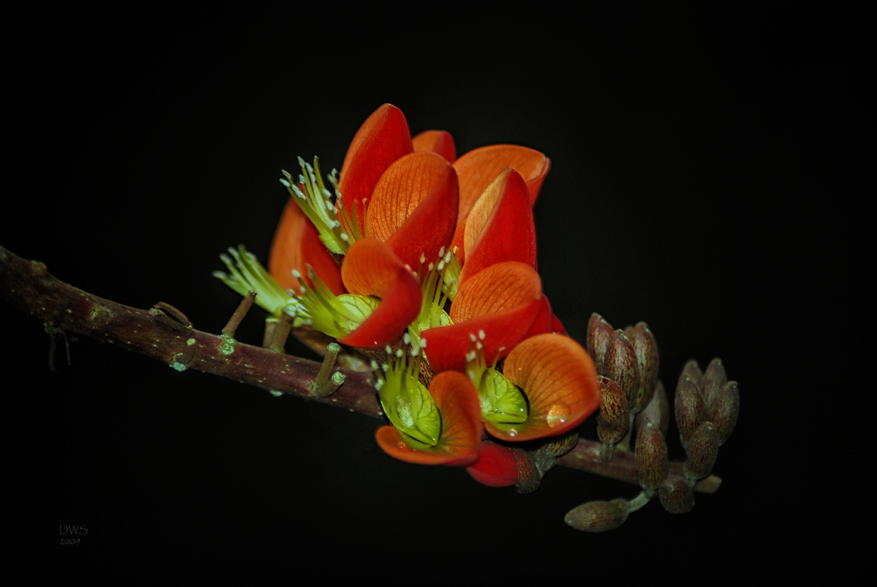 Erythrina edulis Elegance by David W Schafer