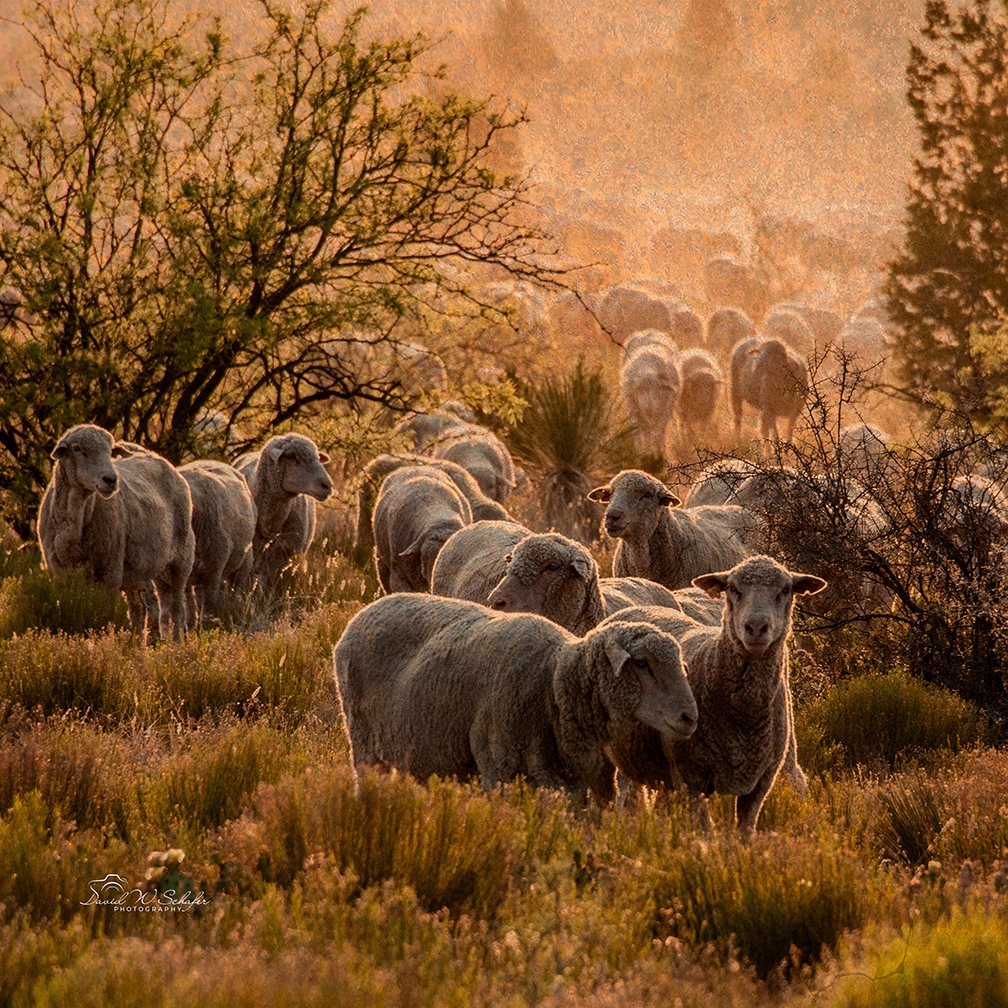 Range Ewes at Sunset by David W Schafer