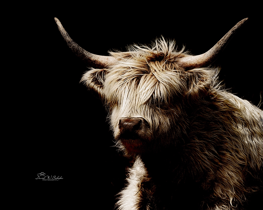 Click here to view Highland Grace by David W Schafer