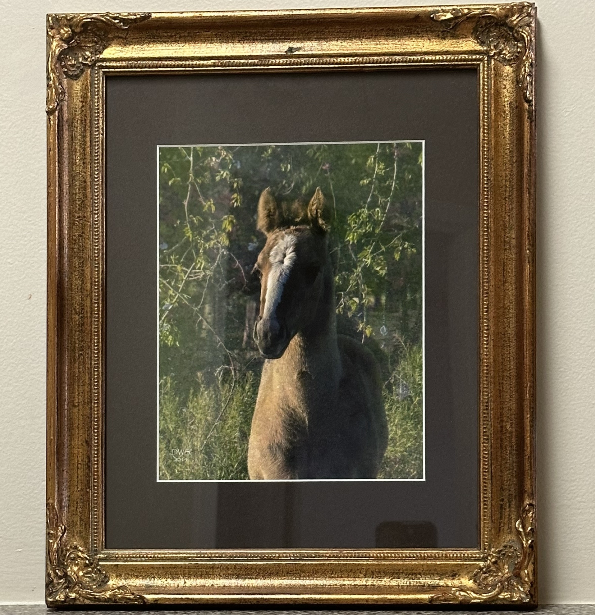 Blaze-faced Colt by David W Schafer