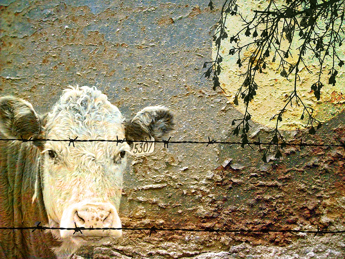 Cow 5307 by David W Schafer