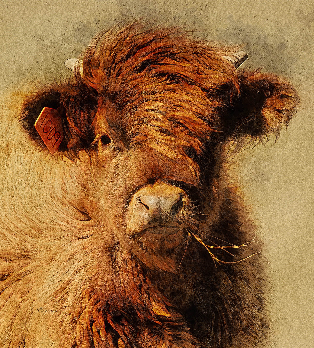 Click here to view Cattle artwork by David W Schafer