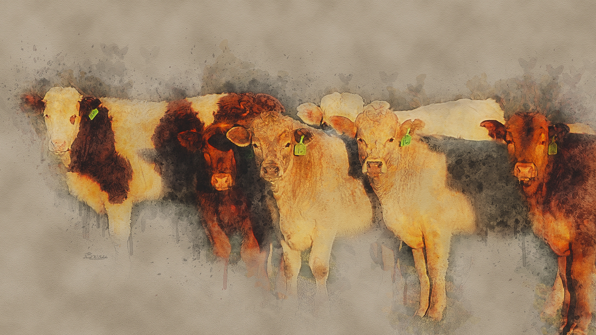 Click here to view Sun-Kissed Steers by David W Schafer