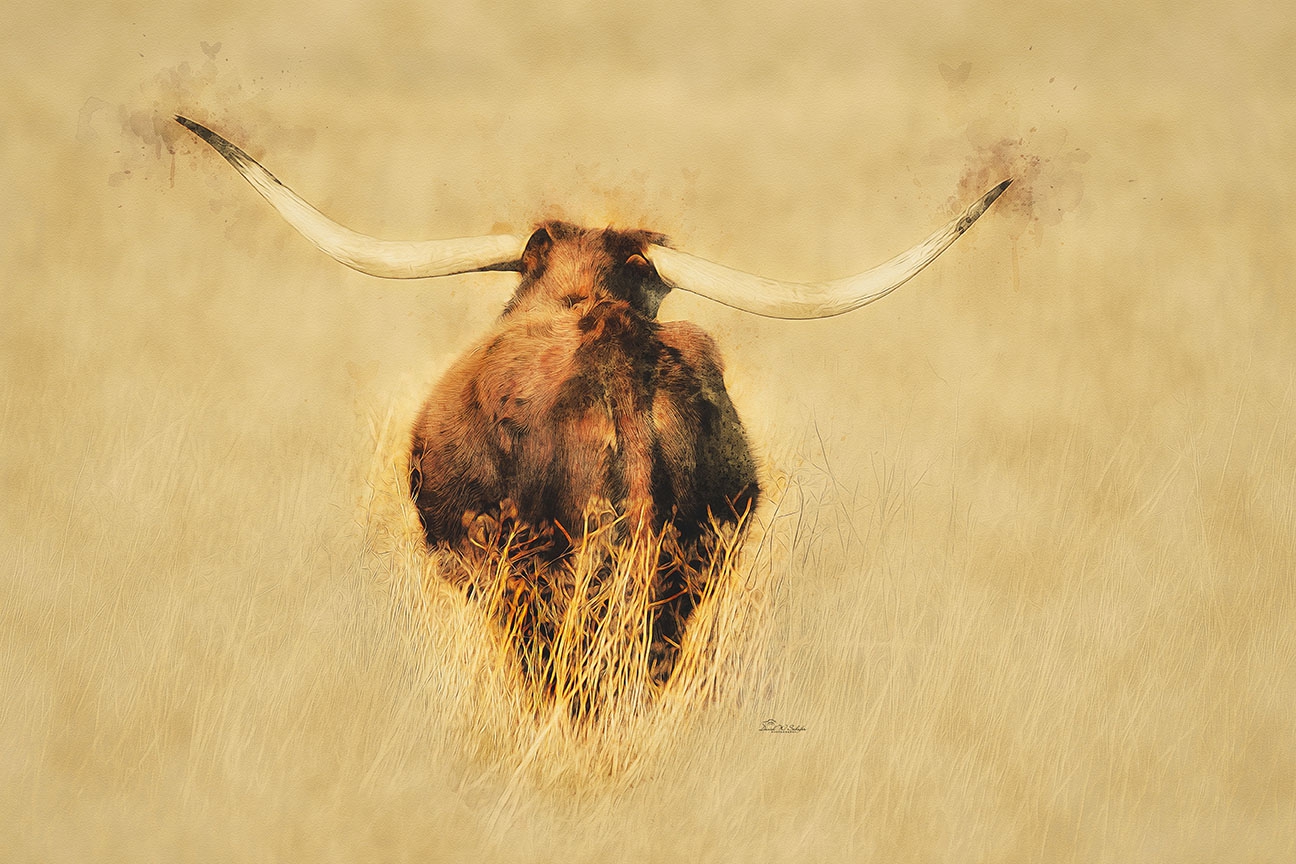 Click here to view Longhorn Rearview by David W Schafer