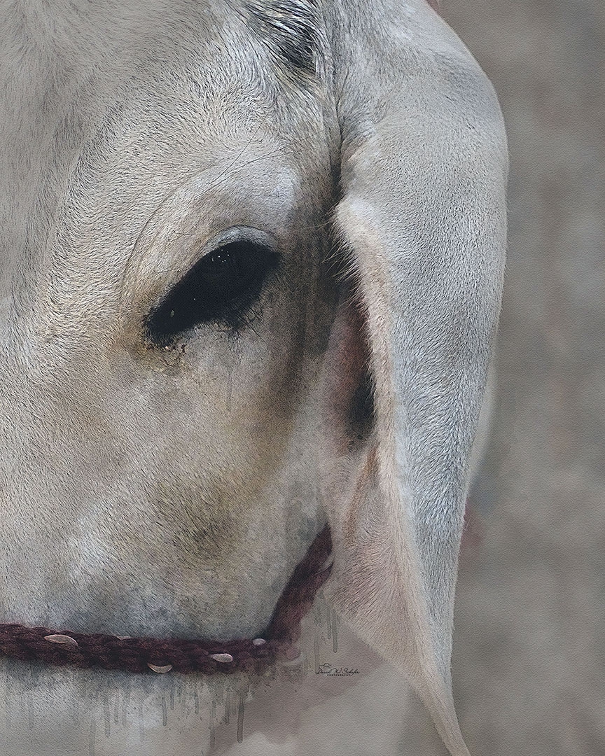 Click here to view Gentle Gaze of Serenity by David W Schafer