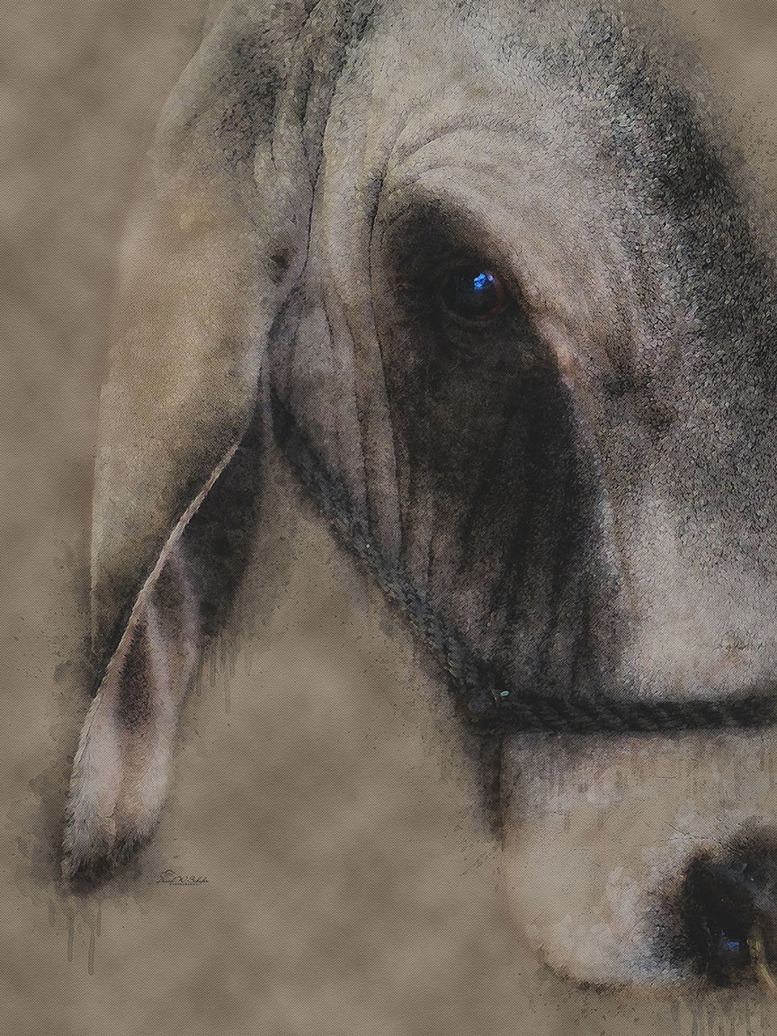 Brahman Bull Serenity by David W Schafer