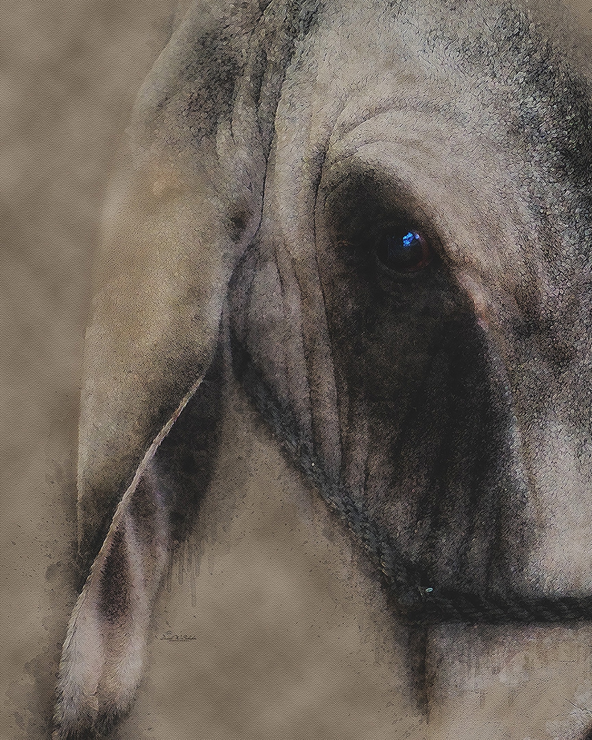 Click here to view Bull's Eye Serenity by David W Schafer