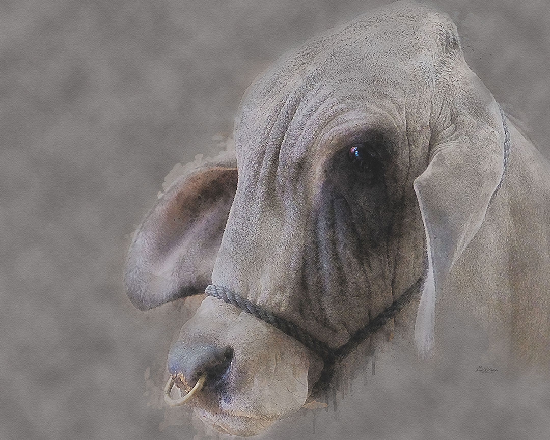 Click here to view Intense Focused Bull by David W Schafer