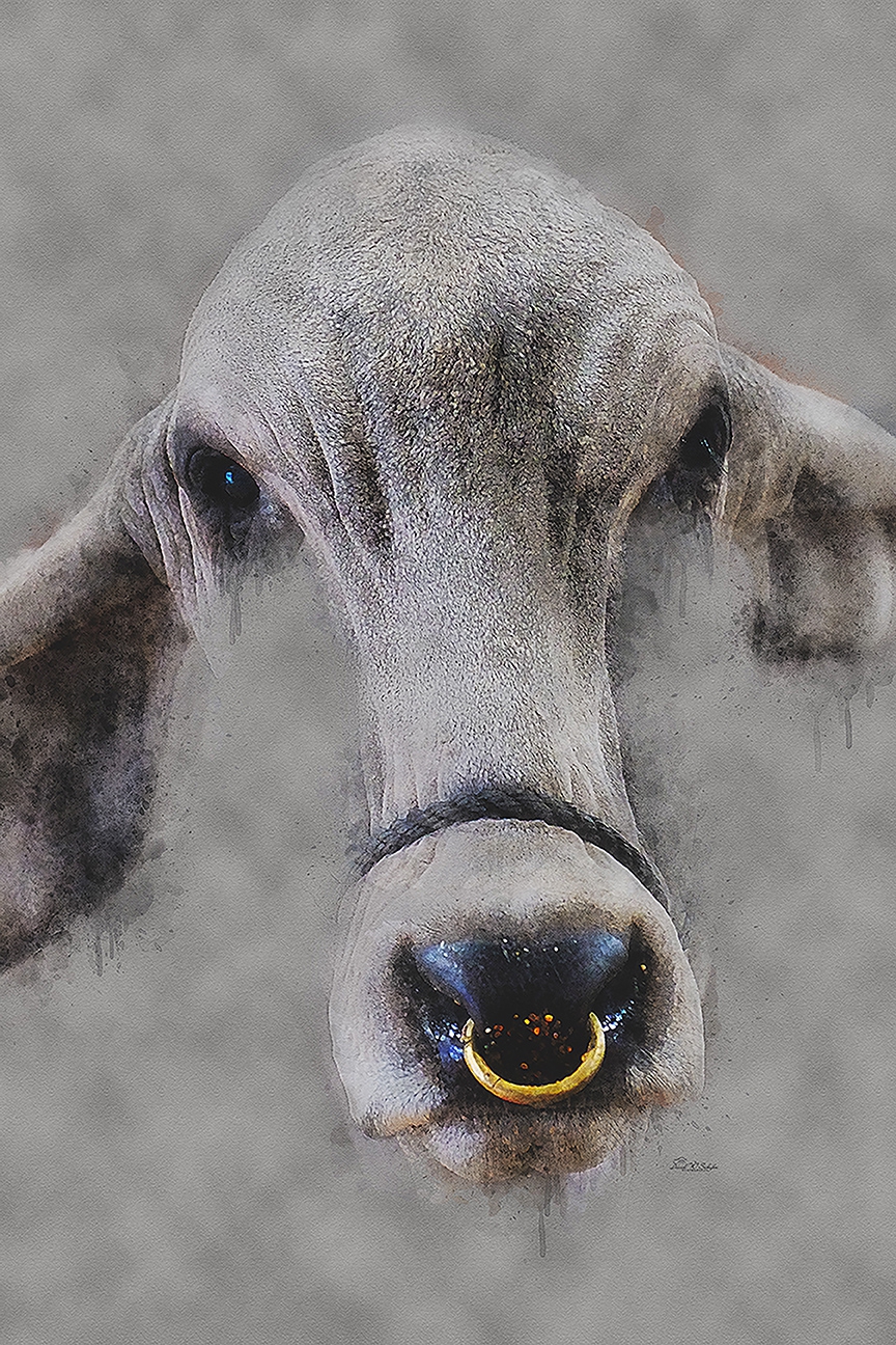 Bull Ring by David W Schafer