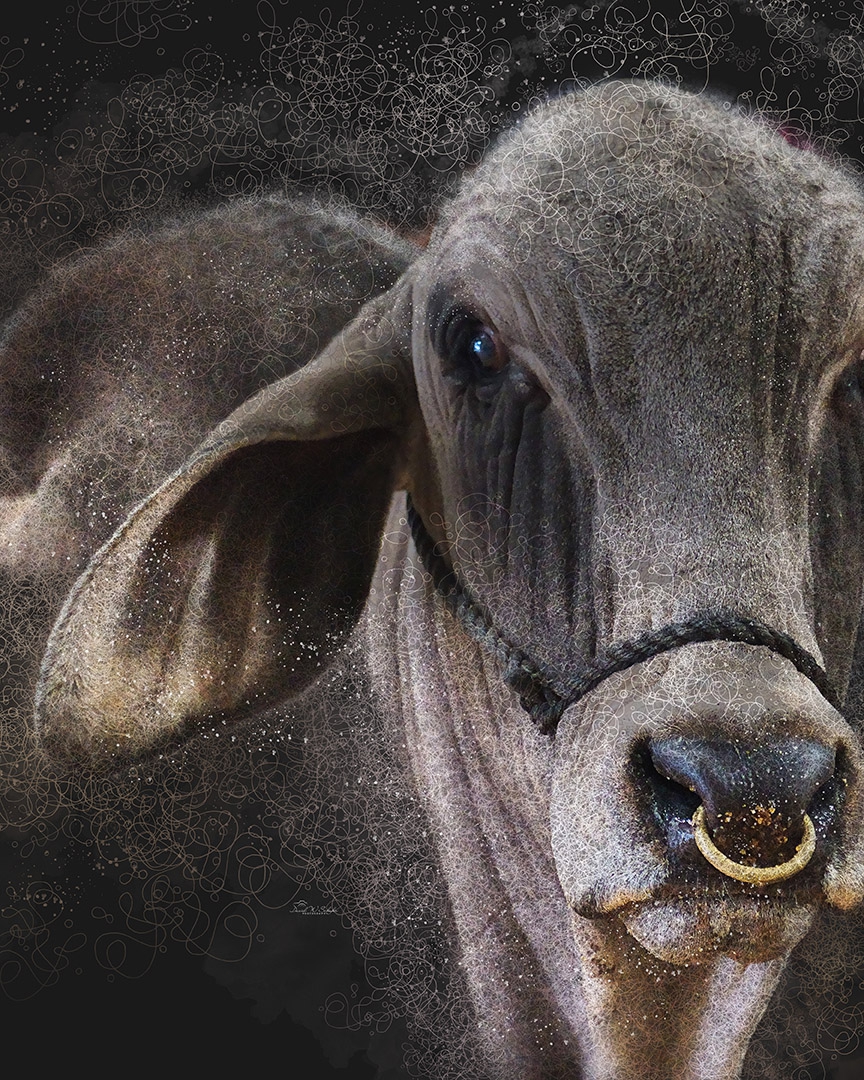 Click here to view Mystic Elegance of a Bull by David W Schafer