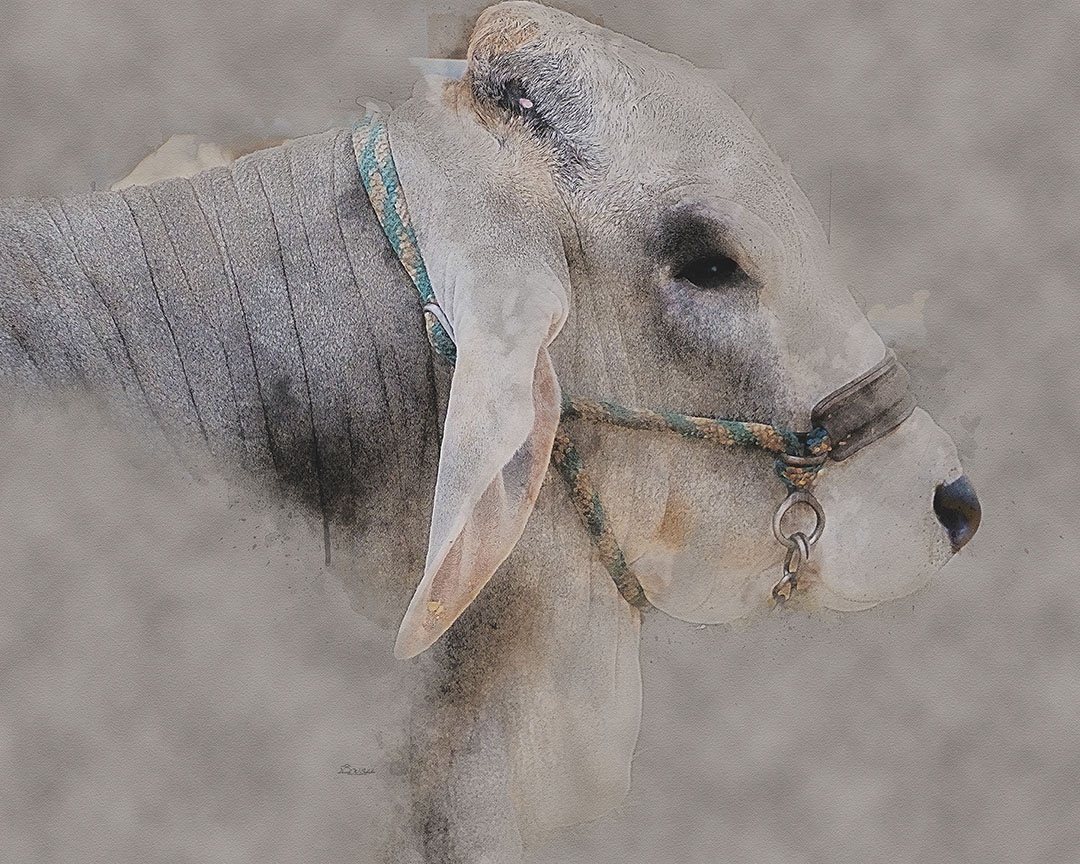 Click here to view Gentle Strength In Profile by David W Schafer