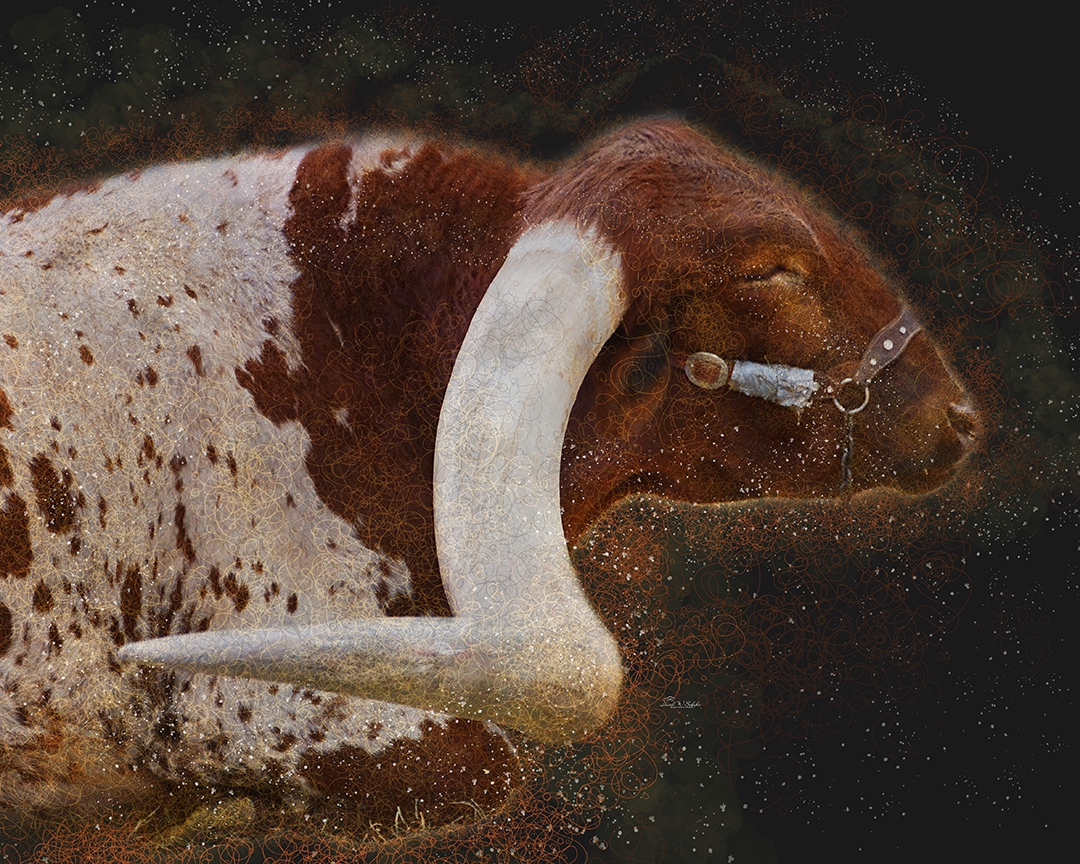 Lounging Longhorn by David W Schafer