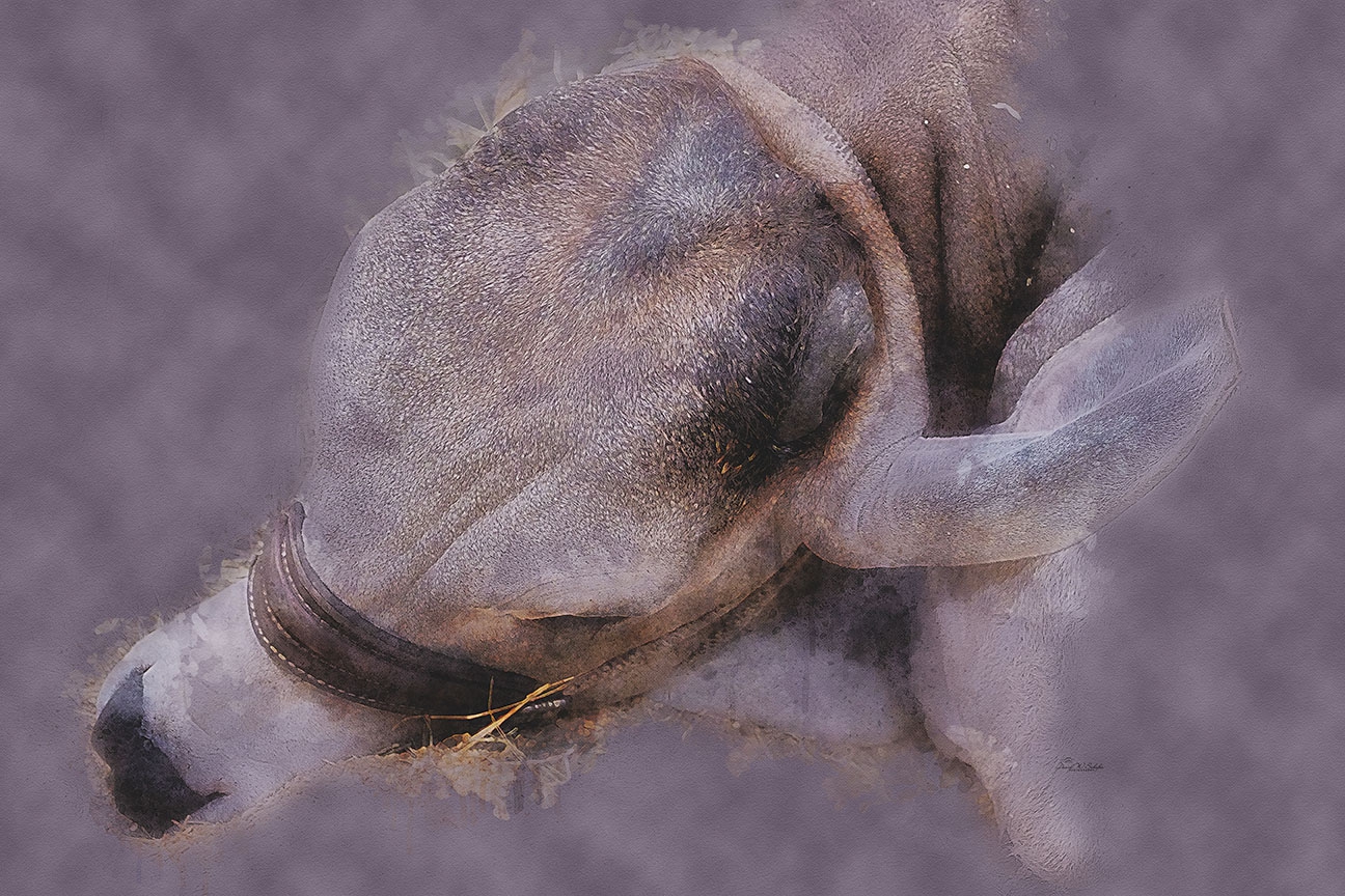 Click here to view Restful Repose by David W Schafer