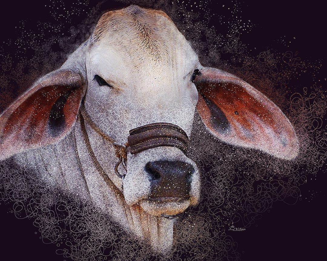 Brahman Bovine Beauty by David W Schafer