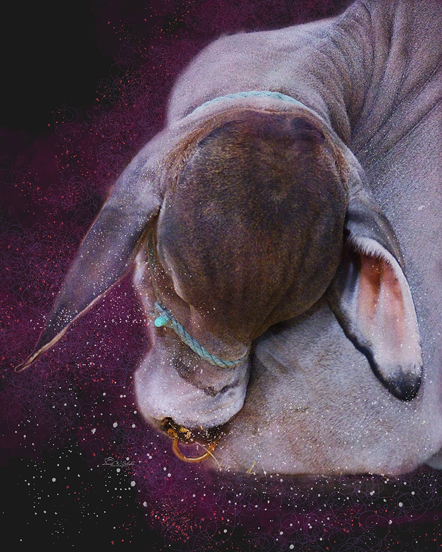 Click here to view Bull Dozing by David W Schafer