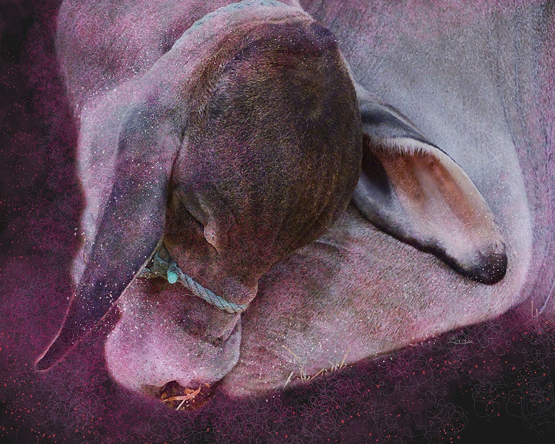 Click here to view Cosmic Zen: Bovine Slumber by David W Schafer