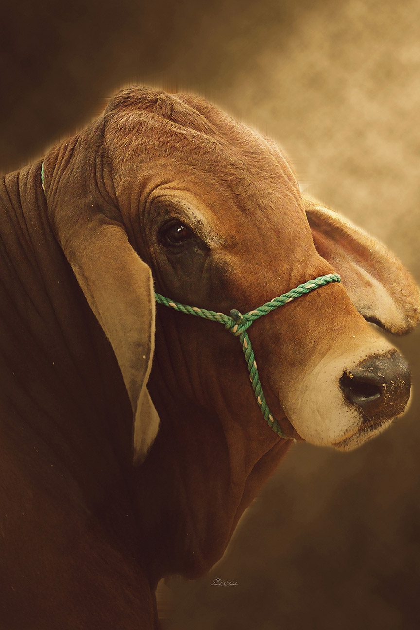 Brahman Portrait by David W Schafer
