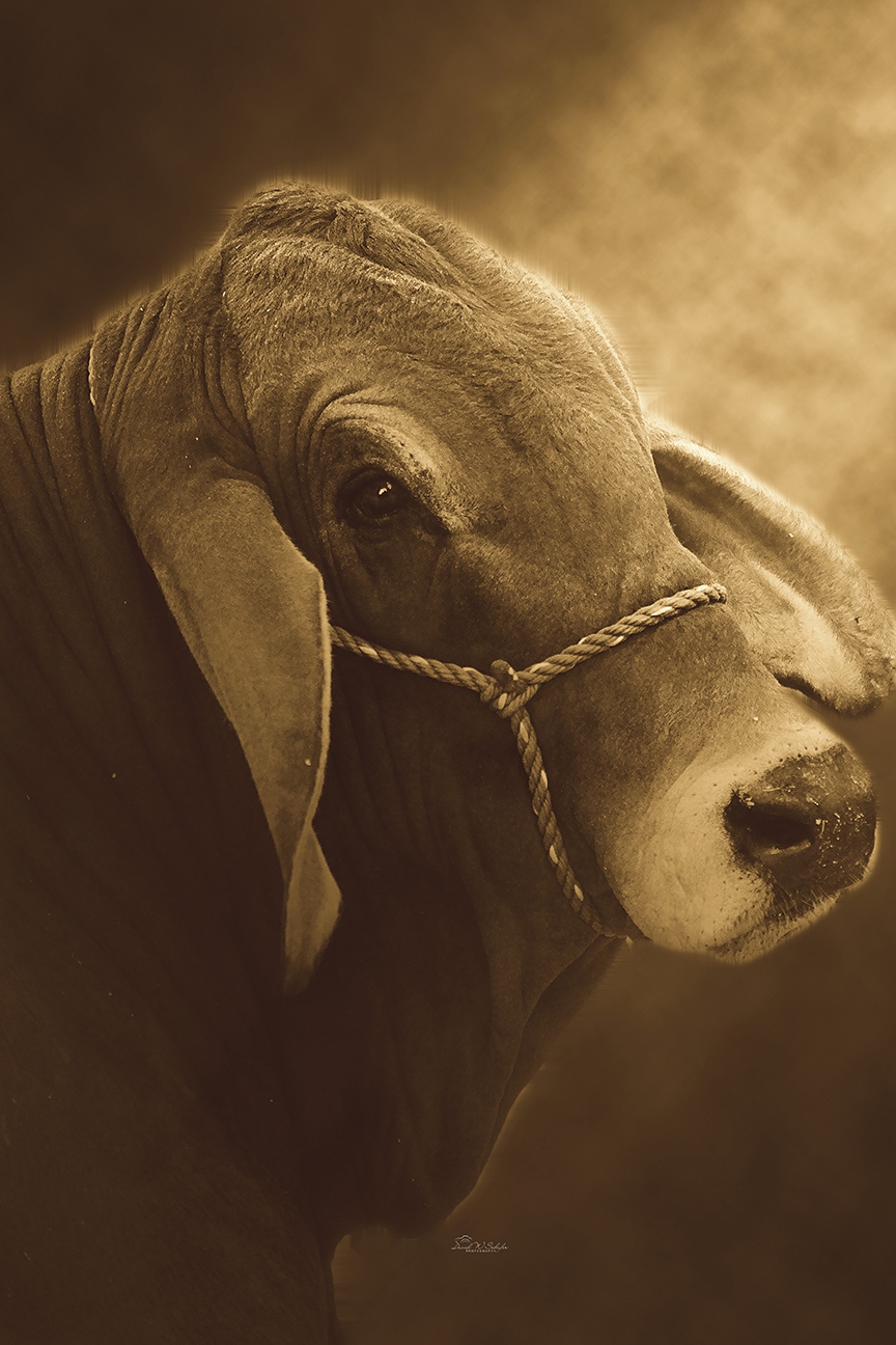 Click here to view Brahman Portrait in Sepia by David W Schafer