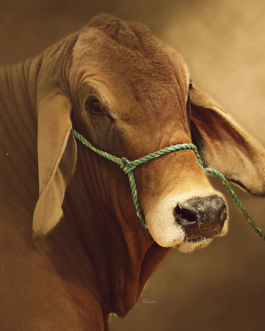 Tranquil Bovine Elegance by David W Schafer