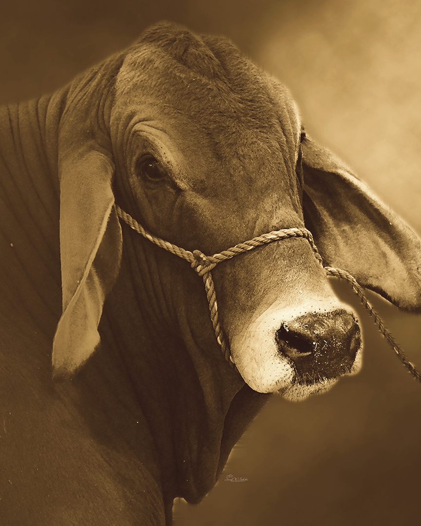 Click here to view Tranquil Bovine Elegance in Sepia by David W Schafer