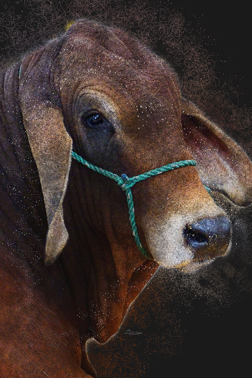 Ear To Ear Elegance by David W Schafer