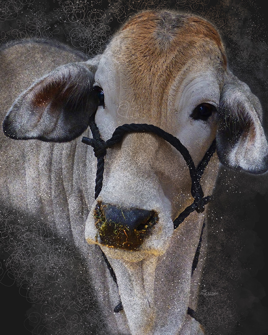 Brahman Heifer Portrait by David W Schafer
