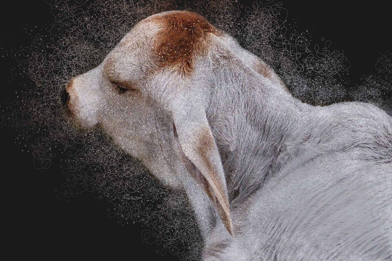 Brahman Calf Slumber by David W Schafer