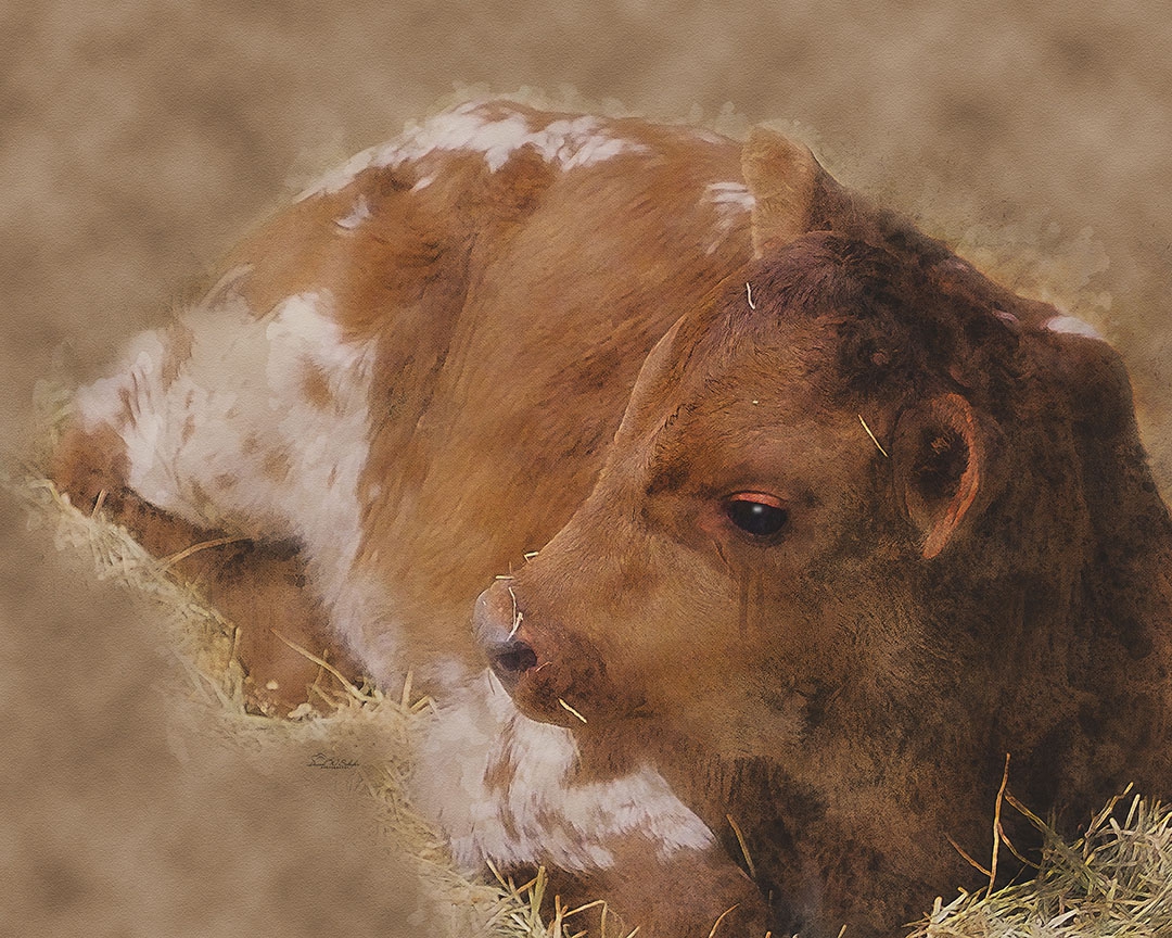 Harmony In Hay: Young Longhorn by David W Schafer