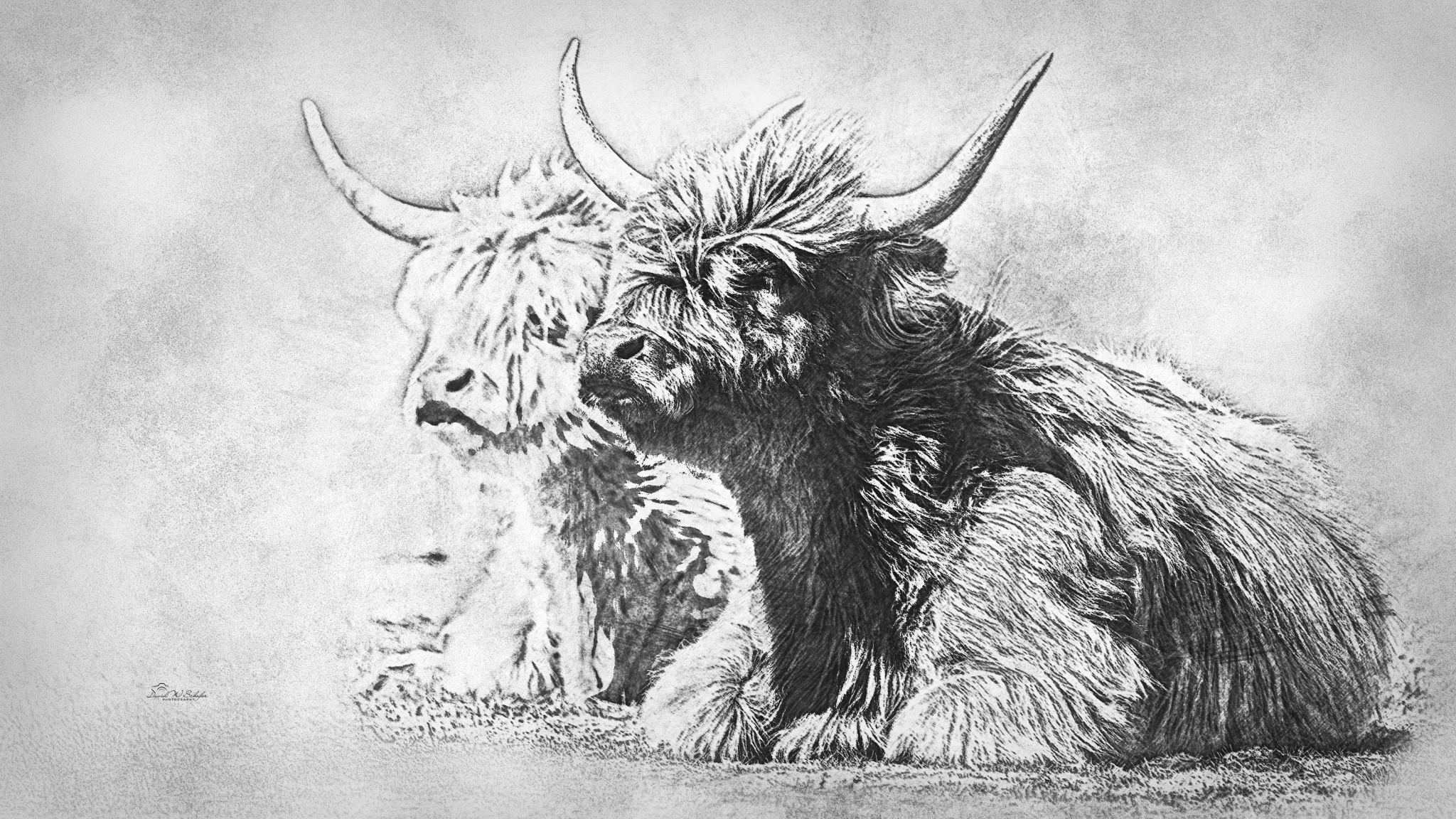 Click here to view Highland Duo In Repose by David W Schafer