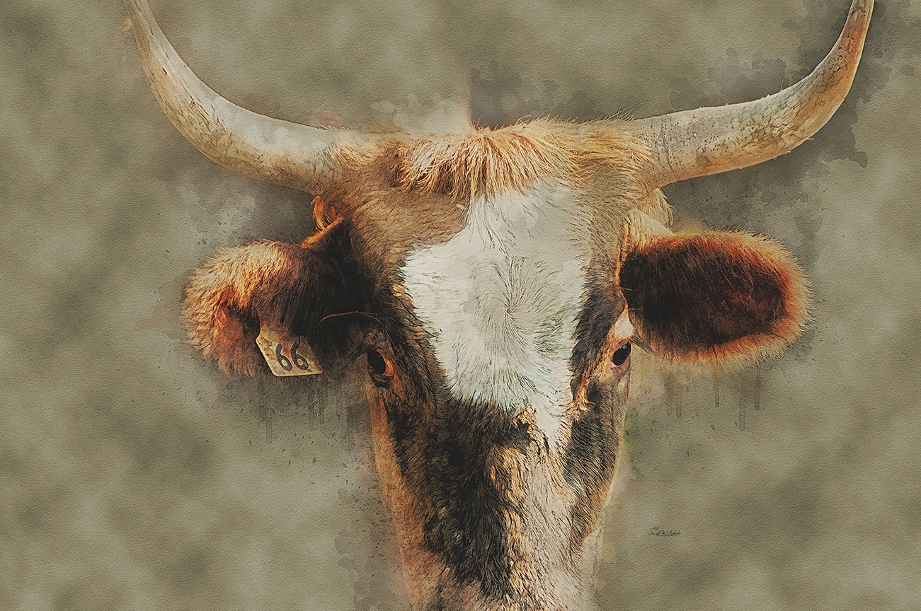 Click here to view Intense Corriente Focus by David W Schafer