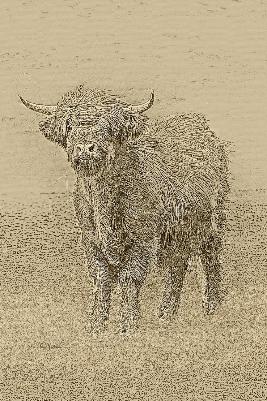 Highland Head Held High by David W Schafer
