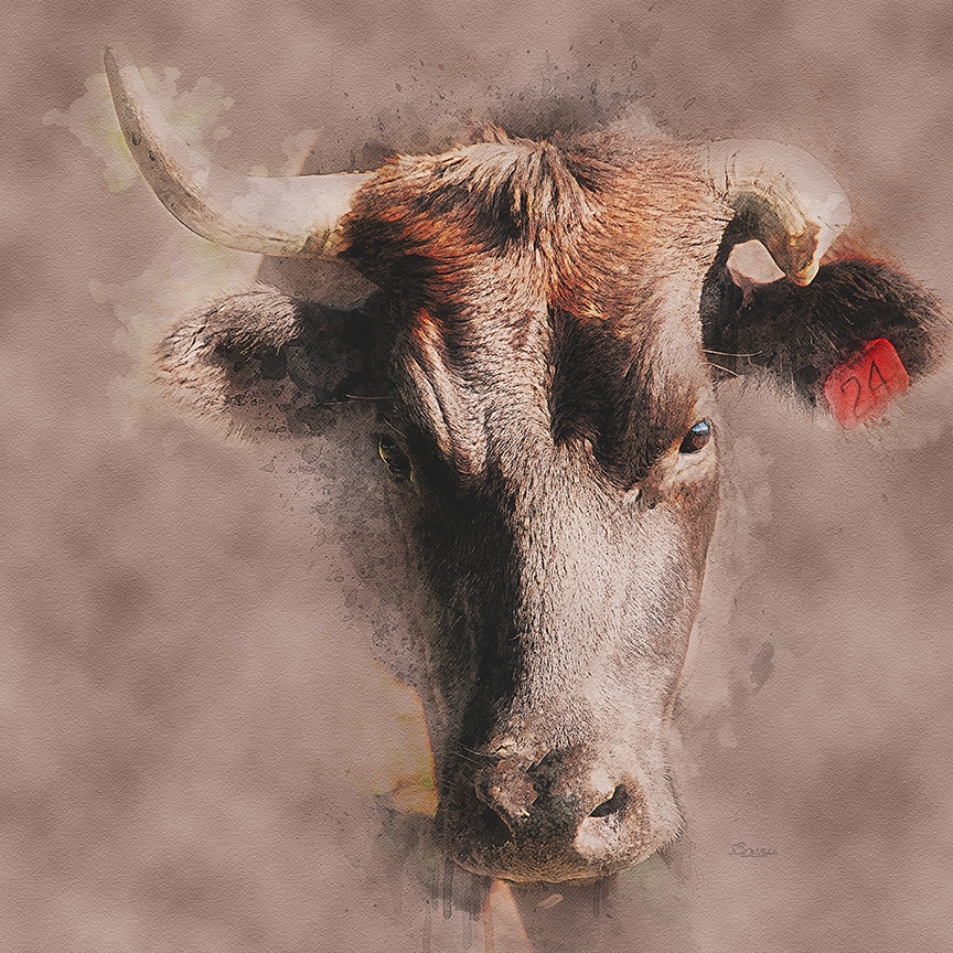 Bovine Intensity by David W Schafer