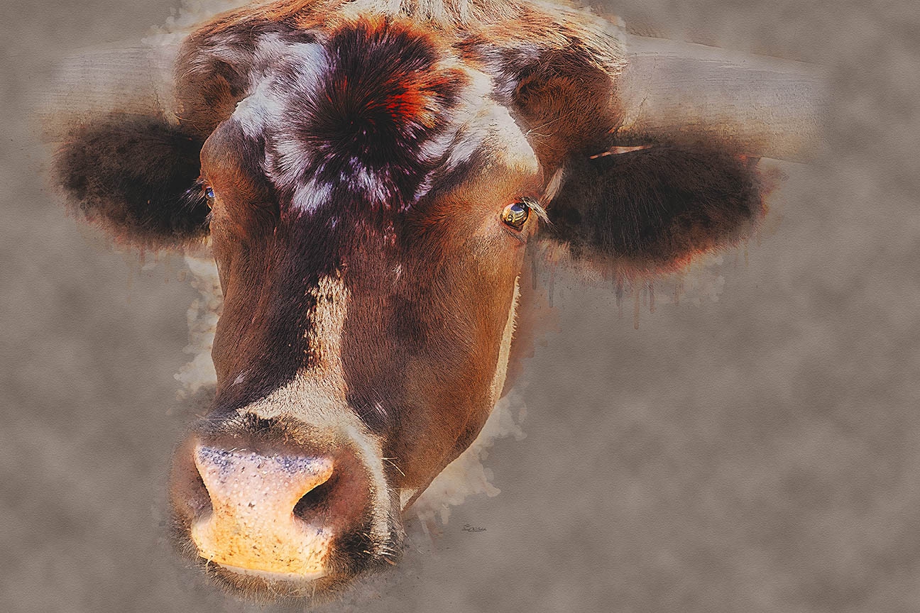 Corriente Cow Curiosity by David W Schafer