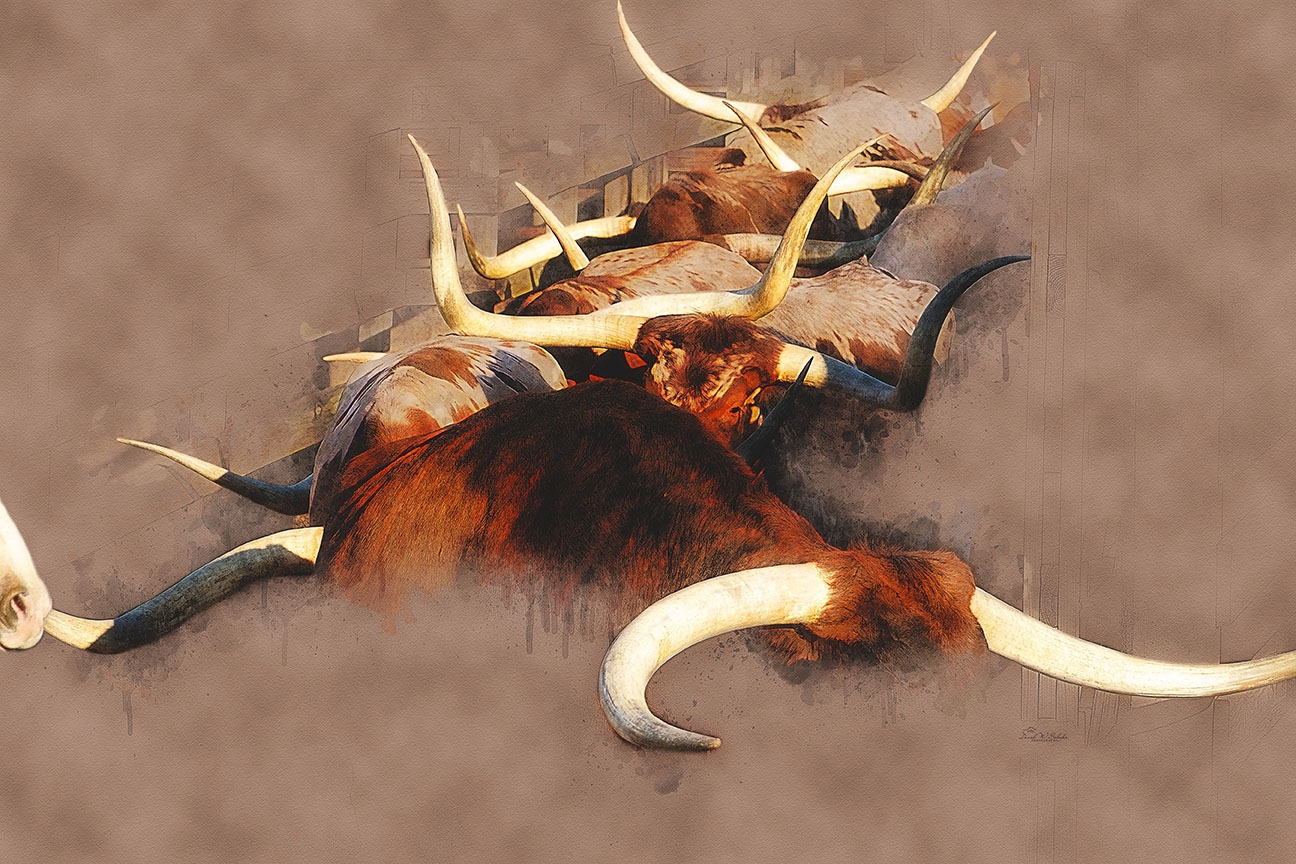 Horns A Plenty by David W Schafer