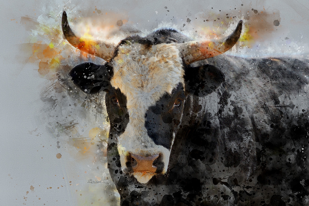 Color-Bull by David W Schafer